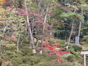 Japánkert képek az internetről - 1024x768 pixel - 429629 byte 