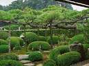 Japánkert képek az internetről - 300x221 pixel - 33267 byte 